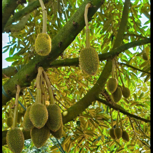 QUY TRÌNH CHĂM SÓC CÂY SẦU RIÊNG VIETGAP CÔNG TY 111